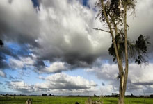 森林狼大胜山猫土豪委琛表现抢眼